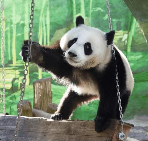 熊猫在线观看,云端观赏国宝风采